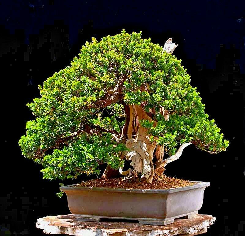 10 Japanese “Spreading” Yew (Taxus cuspidata) Tree Seeds, Bonsai or Landscaping