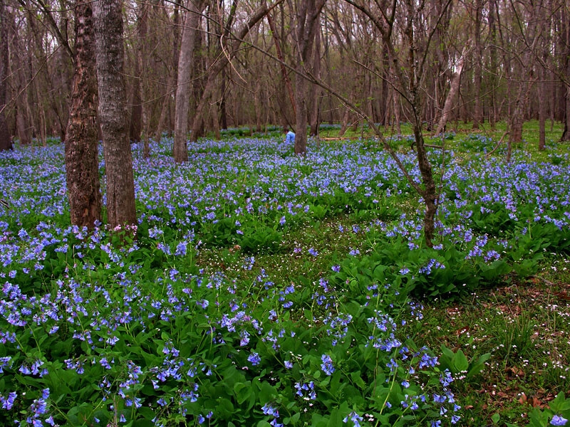 10 bulbs VIRGINIA BLUEBELLS 3YrOld plant root Mertensia virginica wildflowerREAD