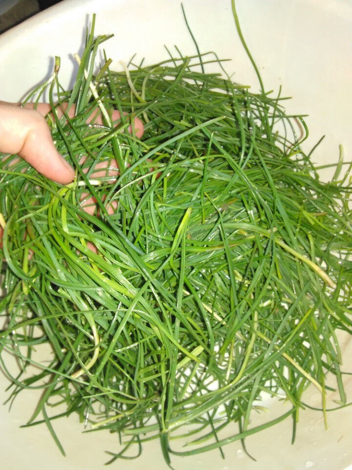 25 Wild Onion (Allium canadense) Bulbs- Fresh, Clean, & Ready To Plant