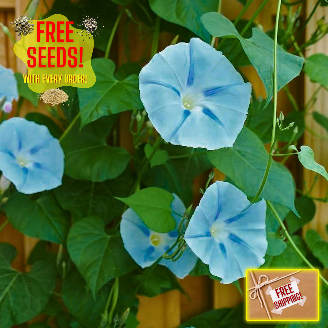 Fresh Premium Morning Glory Seeds | Blue Star | Heirloom Non-GMO | Flower Seeds
