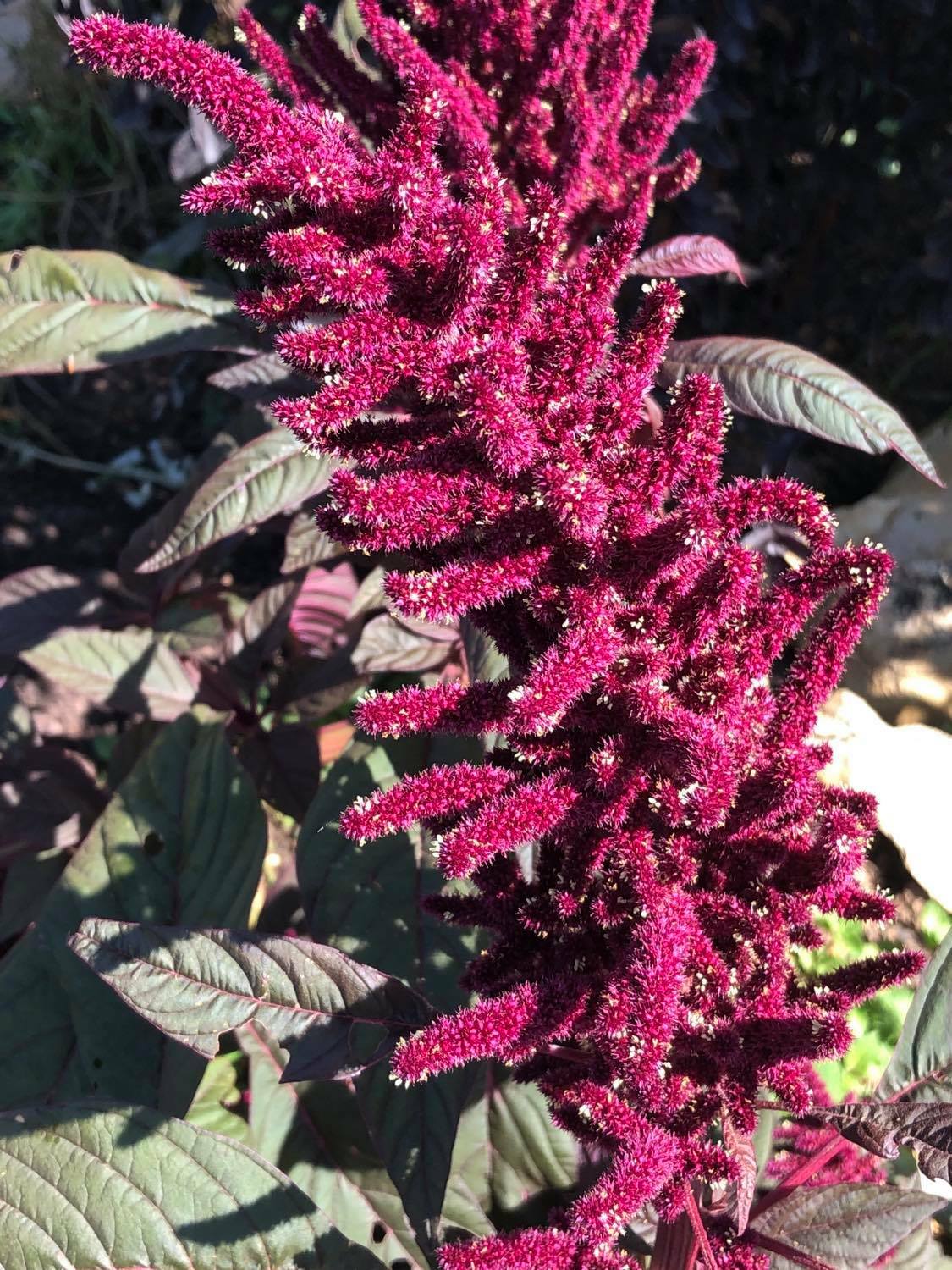 Amaranth OPOPEO Red Flower Edible Leaves & Grain Microgreens Non-GMO 1500 Seeds!