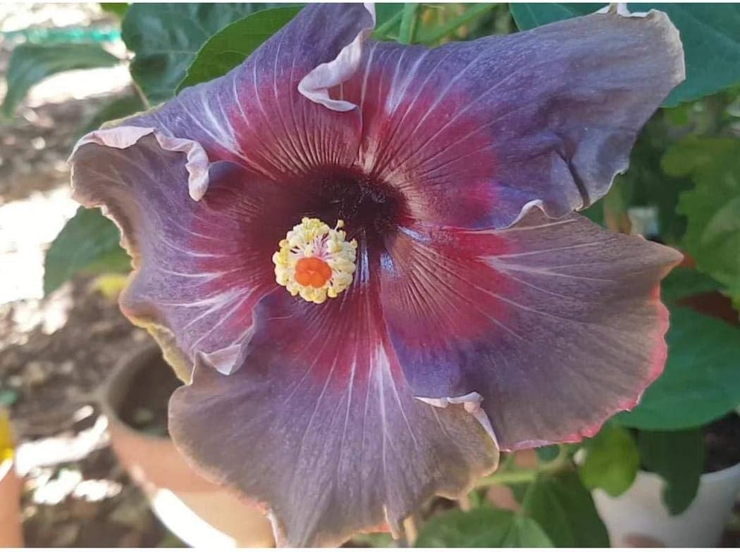 Beautiful Black Pink Purple Hibiscus Seeds – 20 Count for Culinary Gardens