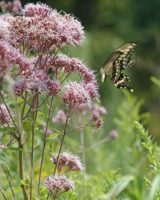 Joe Pye Weed Seeds, Butterflies & Hummingbirds, Trumpet Weed, FREE SHIPPING