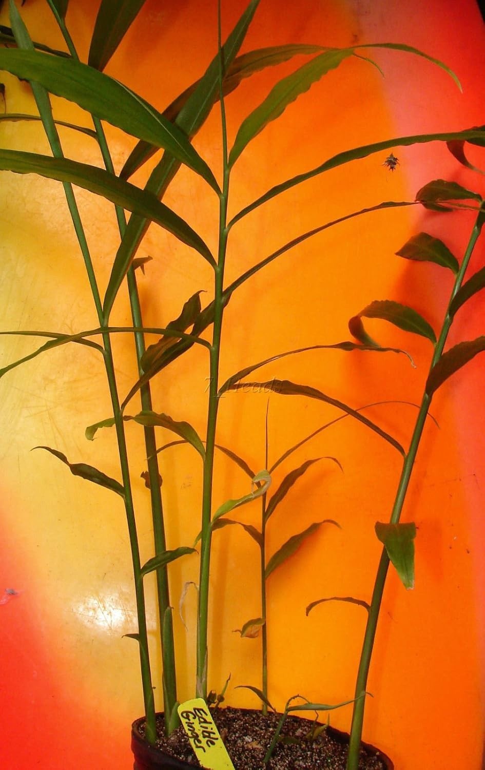 Live 10 Rhizomes of Edible Ginger Roots Organic Zingiber Officinale for Growing