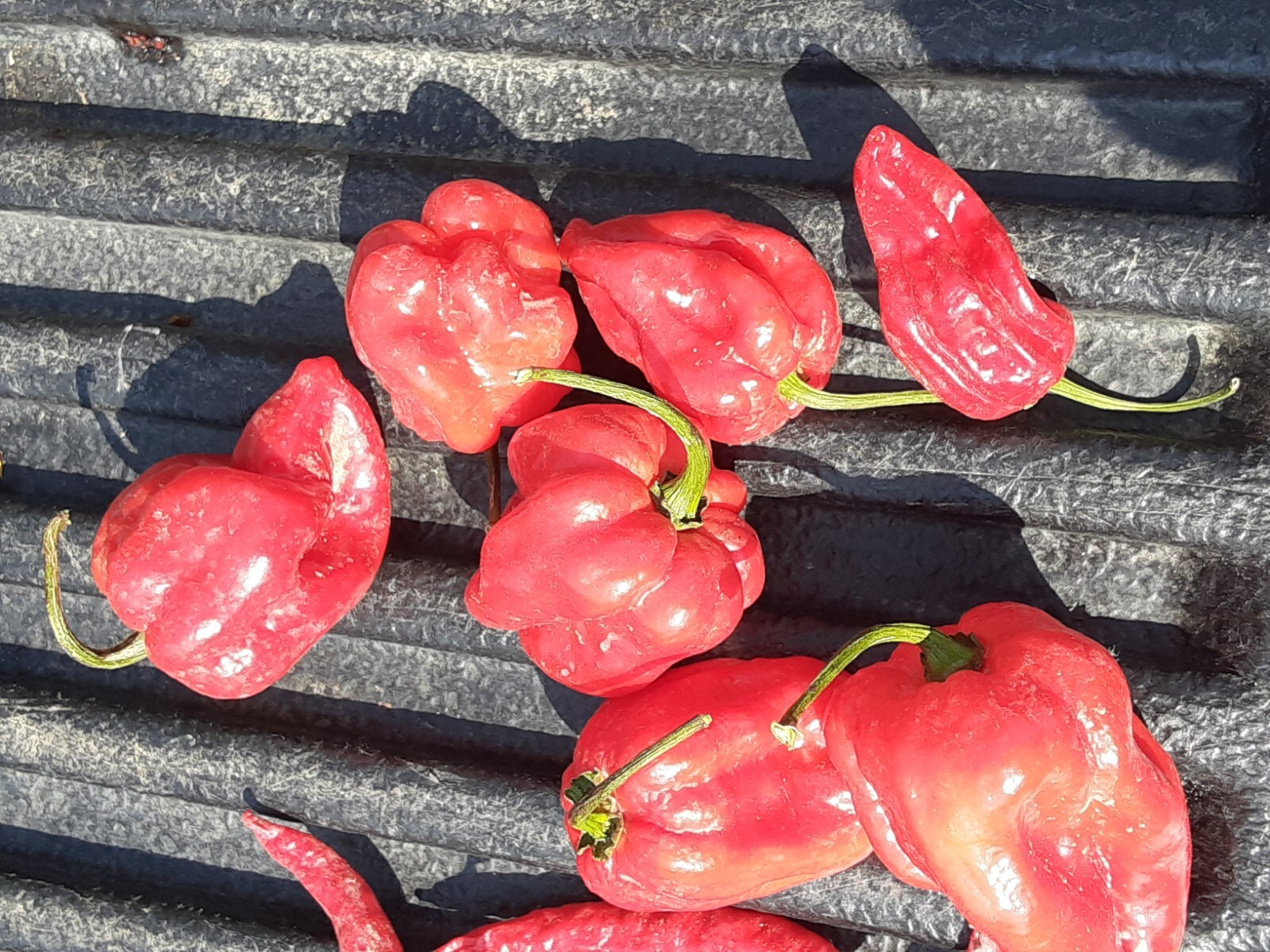 “Motown Magic” Hot Chili Pepper Seeds x30 MIX – Michigan Grown! Organic, Non-GMO