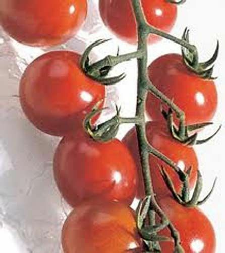 Tomato Chadwick Cherry Great Garden Vegetable By Seed Kingdom 30 Seeds