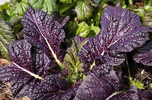 Osaka Purple Mustard Greens – 25 Non-GMO Seeds, Thick & Tender, Rich Flavor