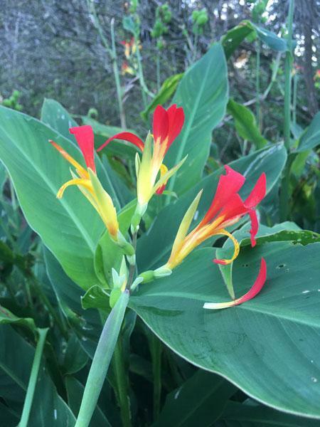 Canna speciosa | Wild Canna Lily | Red and Yellow Canna | 10 Seeds