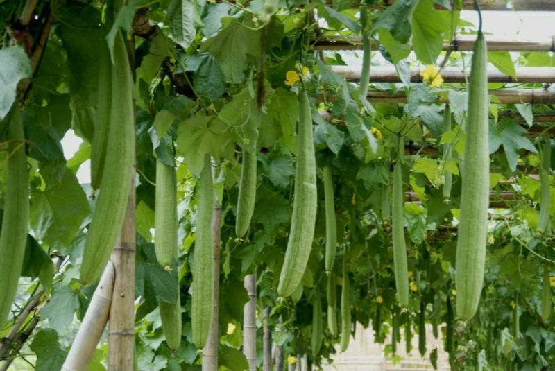 Luffa Cylindrica Vine 10 Seeds, Sponge Gourd, Egyptian Cucumber, Smooth Loofah