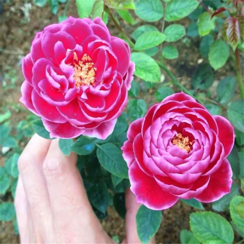20 ROSE FLOWER SEEDS rare exotic plant garden for bud stratification/germination