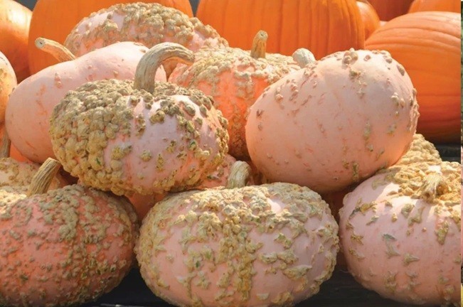 10+ Galeuse D’eysines Seeds French Heirloom Galeux Peanut Squash Non-GMO