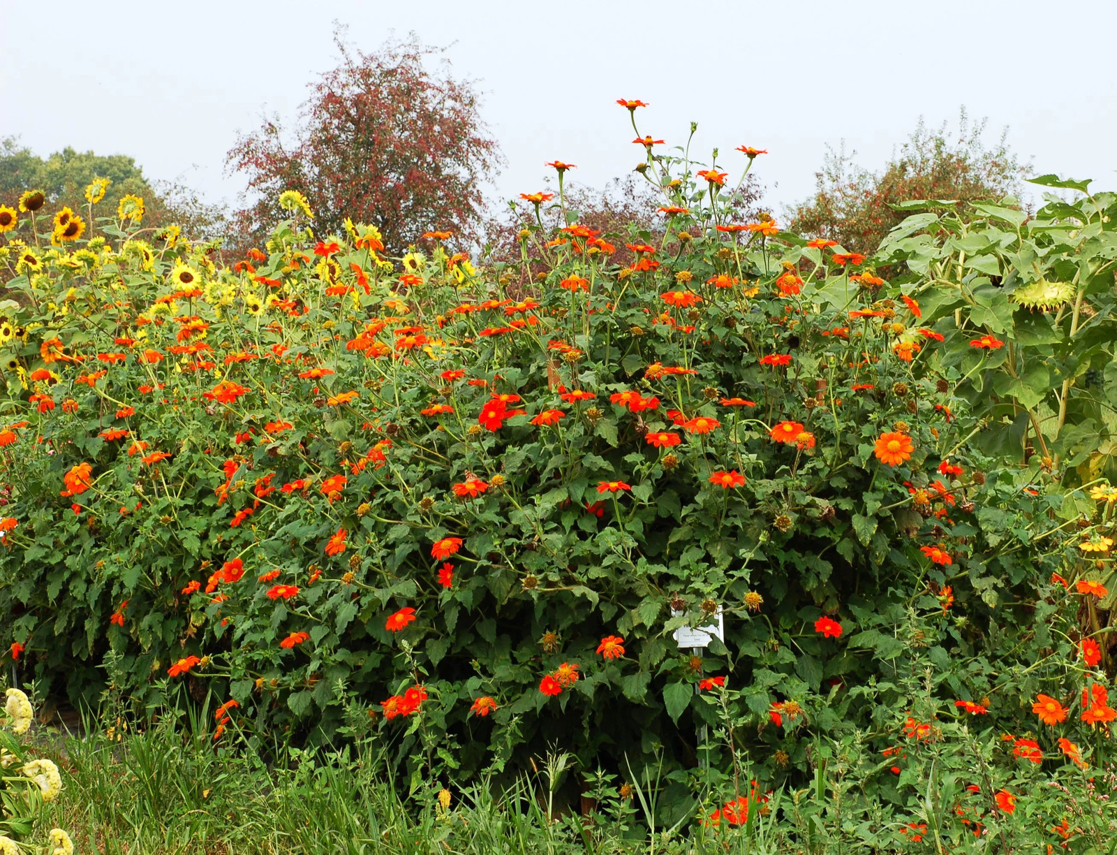 Mexican Sunflower Seeds |Tithonia Red Orange Sun Flower Tropical Plant Seed 2025