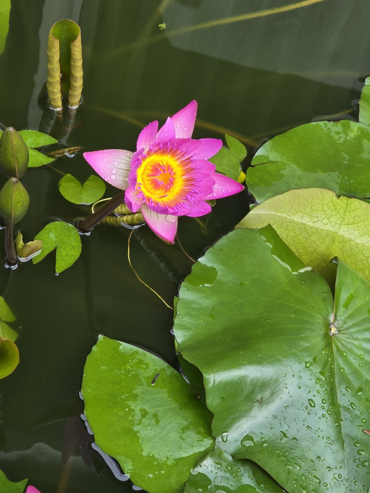 TWO Aquatic Hardy Sacred Pink Water Lily Plant FRESH Mature Rhizomes 3″- 4″
