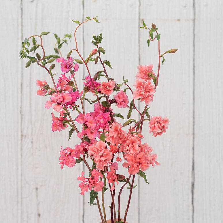 Clarkia Mountain Garland Salmon seeds fresh for 2024-25