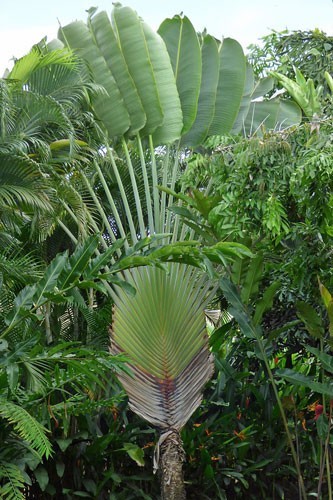 Ravenala madagascariensis | Traveller’s Palm | 5 Seeds