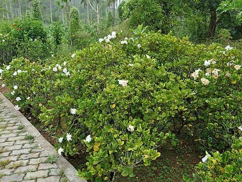 Gardenia jasminoides | Cape Jasmine | Gandharaj | 100 Seeds