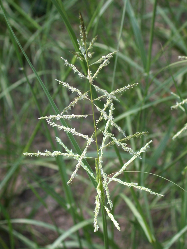 1000 Sand Dropseed Seeds (Sporobolus cryptandrus) Native Prairie Grass USA