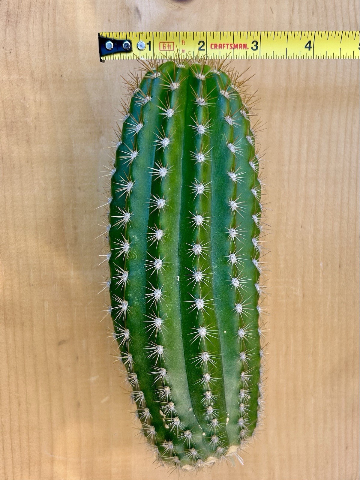 8 Inch Echinopsis Hybrid ‘Flying Saucer’ Cutting Fully Cured Ready To Plant