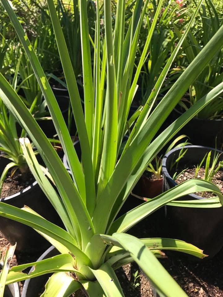 Three Bare Root Torch lily Rhizomes. Perennial