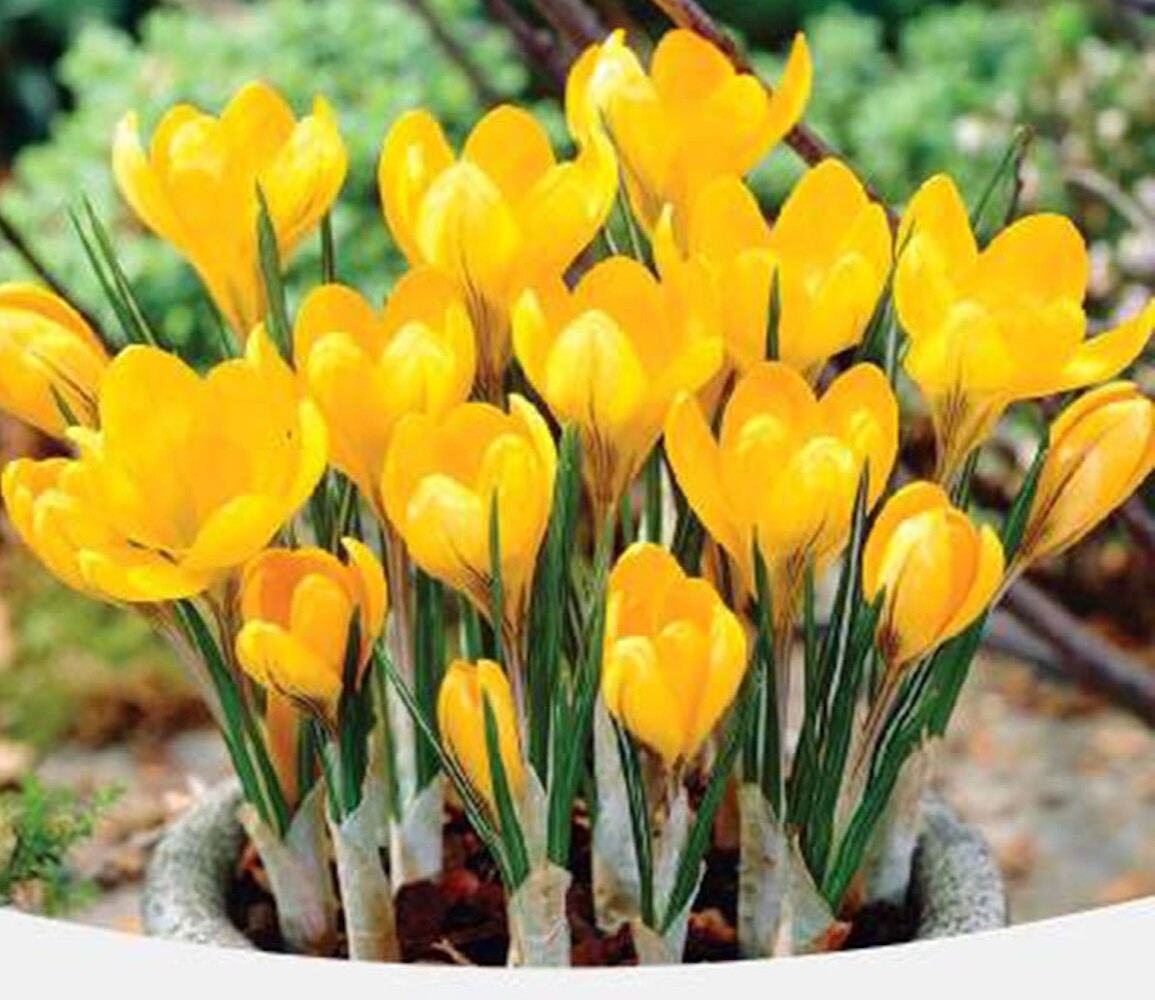 20 SEEDS Mixed Colors CROCUS fragrant flower exotic bush garden plant USA Seller