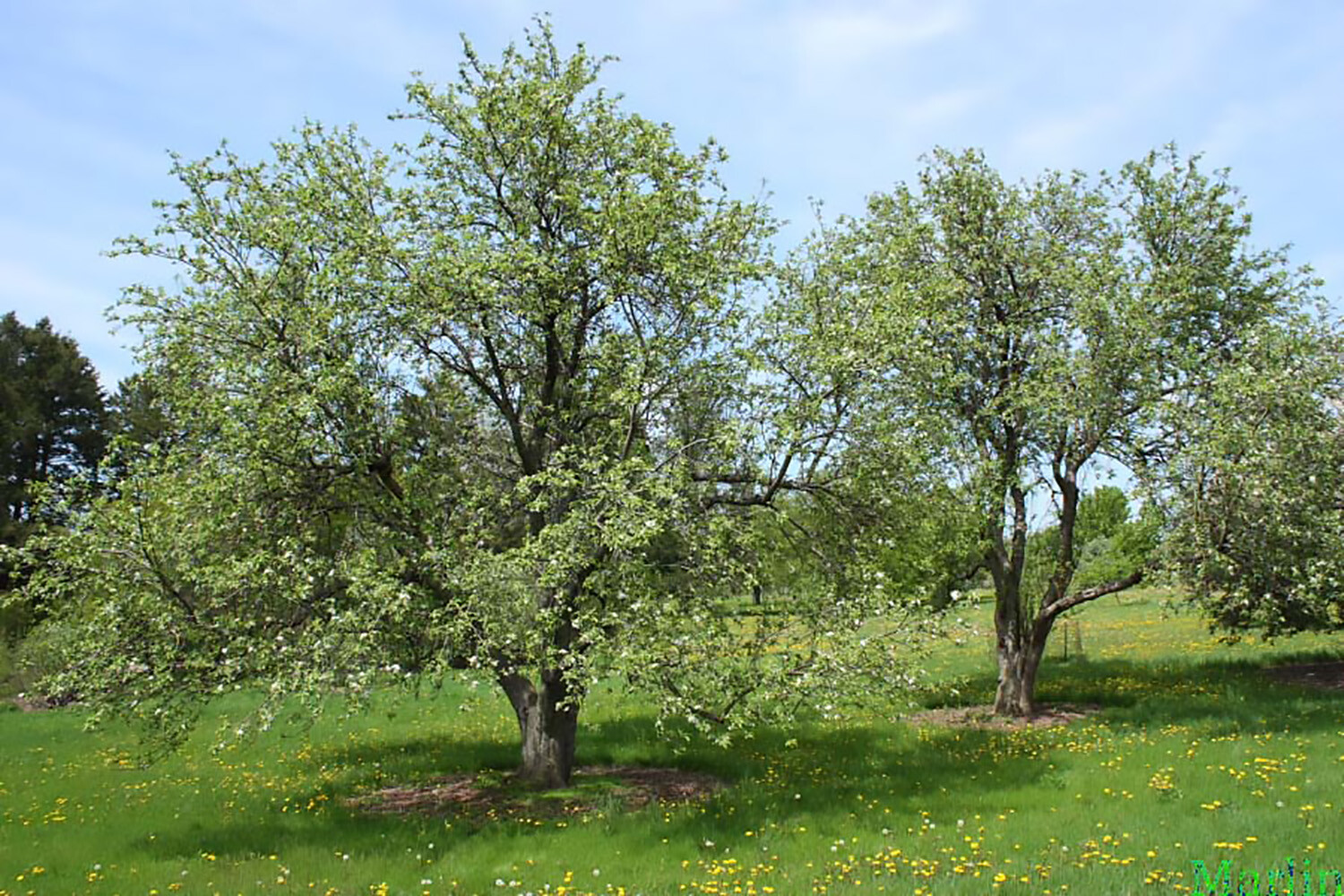 Red Delicious Apple, Malus pumila