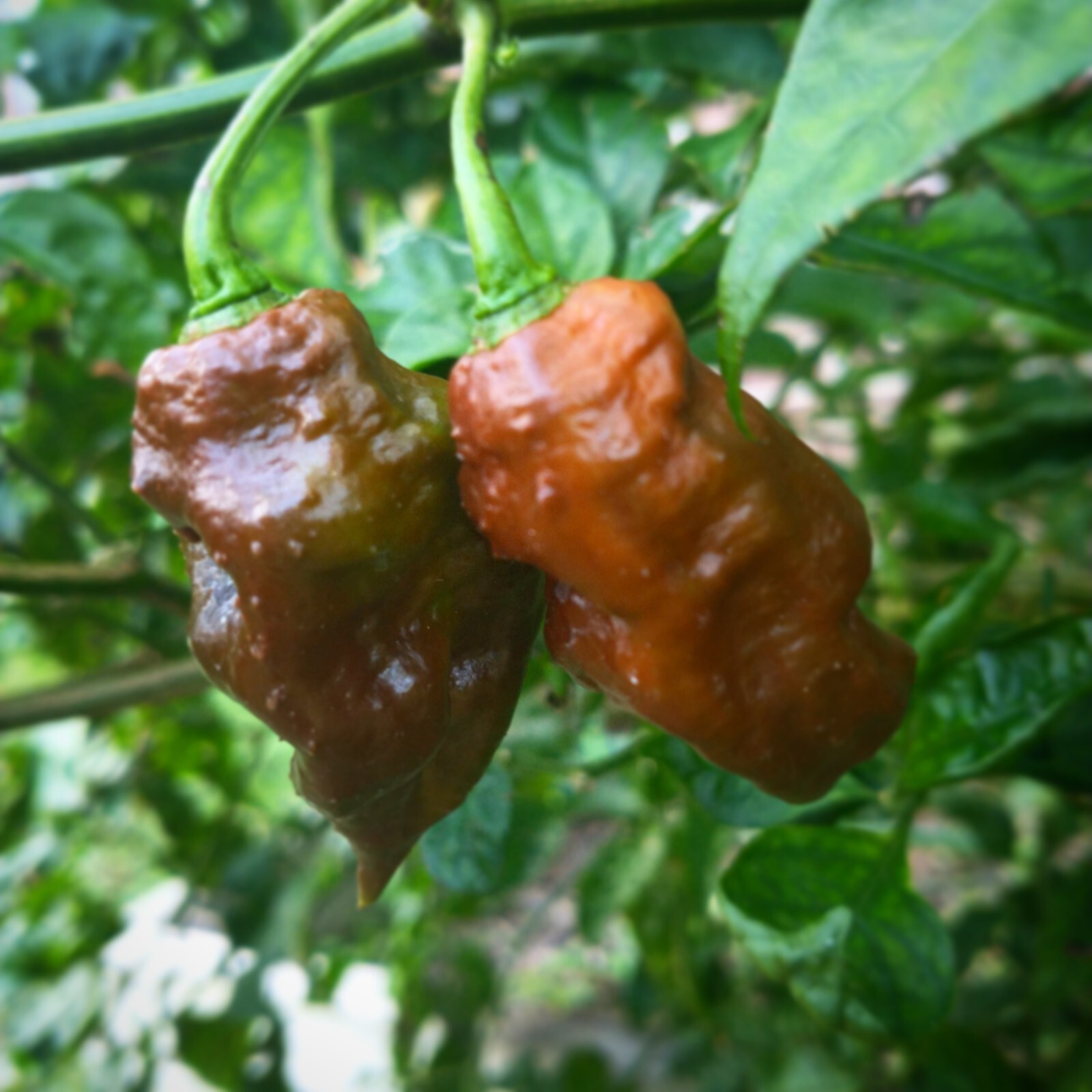 BIG BLOCK Pepper Combo- 4 Superhot Varieties – 20 Seeds Of Each – Great Discount