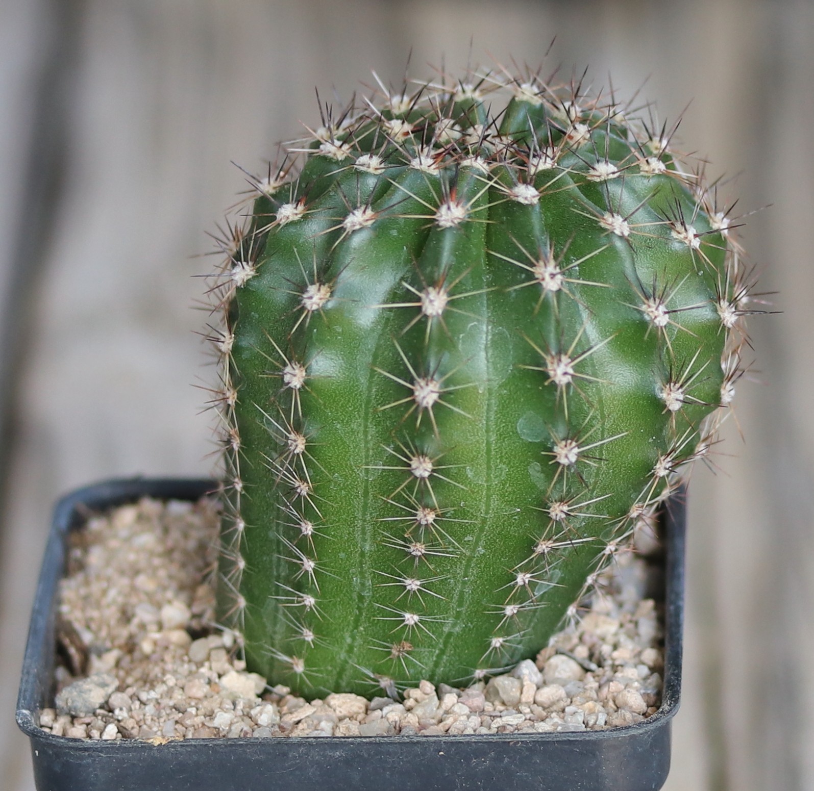 Echinopsis hybrid ‘Minuet’