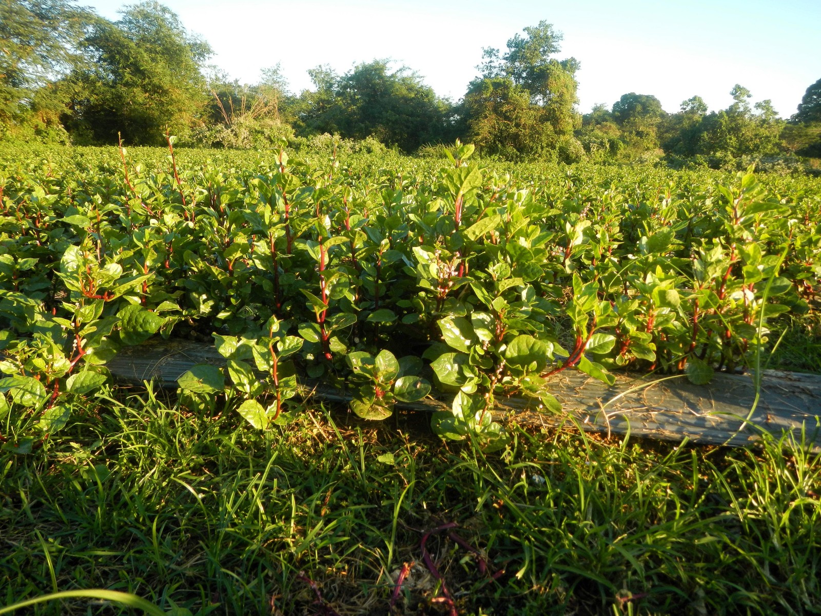 50 RED Stem MALABAR SPINACH Red Vine Ceylon Basella Alba Rubra Vegetable Seeds