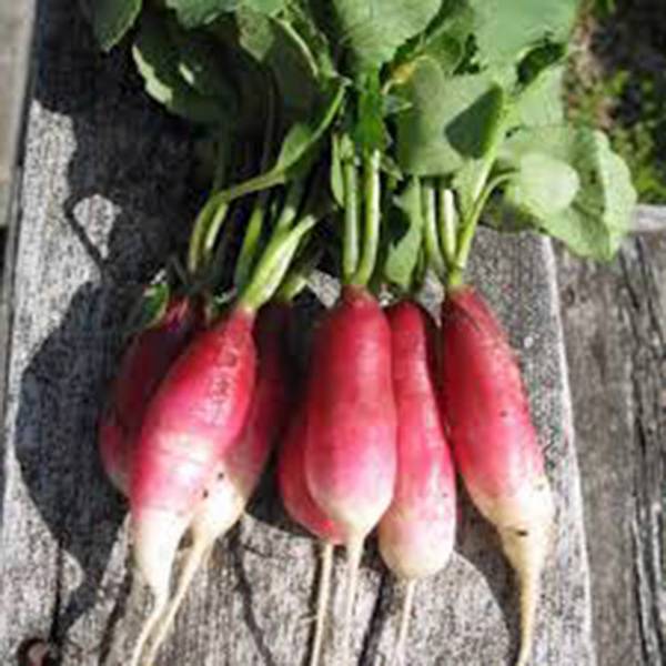 RADISH SEED , FRENCH BREAKFAST , HEIRLOOM, NON GMO, 500 SEEDS, RADISHES