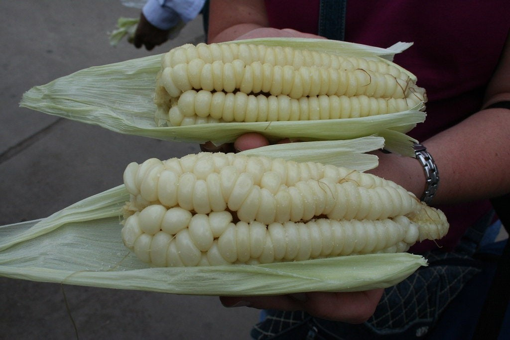 Peruvian Mountain Corn Seeds (30) / Peruvian Maiz Montana / Massive / Rare