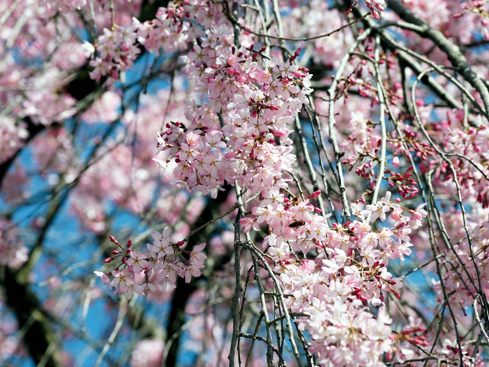 10 WEEPING HIGAN CHERRY Tree Japanese Prunus Subhirtella Pendula PinkFlower Seed