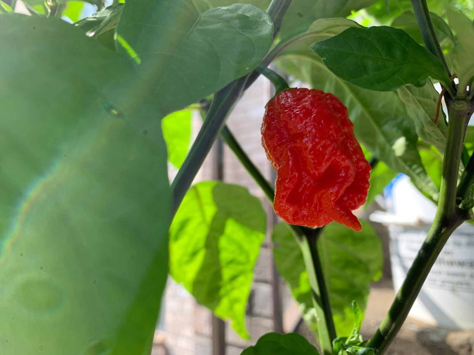 15+ Carolina Reaper Organic Premium Seeds- Non GMO