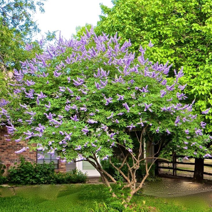 50 CHASTE VITEX TREE SEEDS (Vitex agnus-castus) Monks Pepper, Hardy