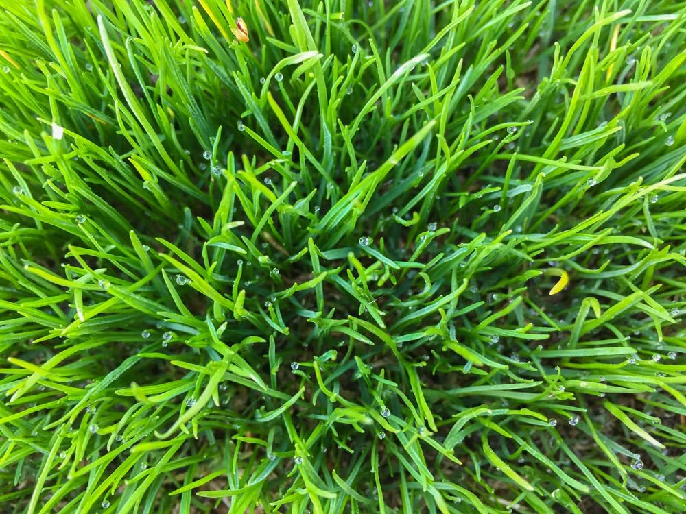 1,000 Seeds – No-Till Winter Rye Cover Crop Seeds – Non-GMO Rye – Deer & Turkey