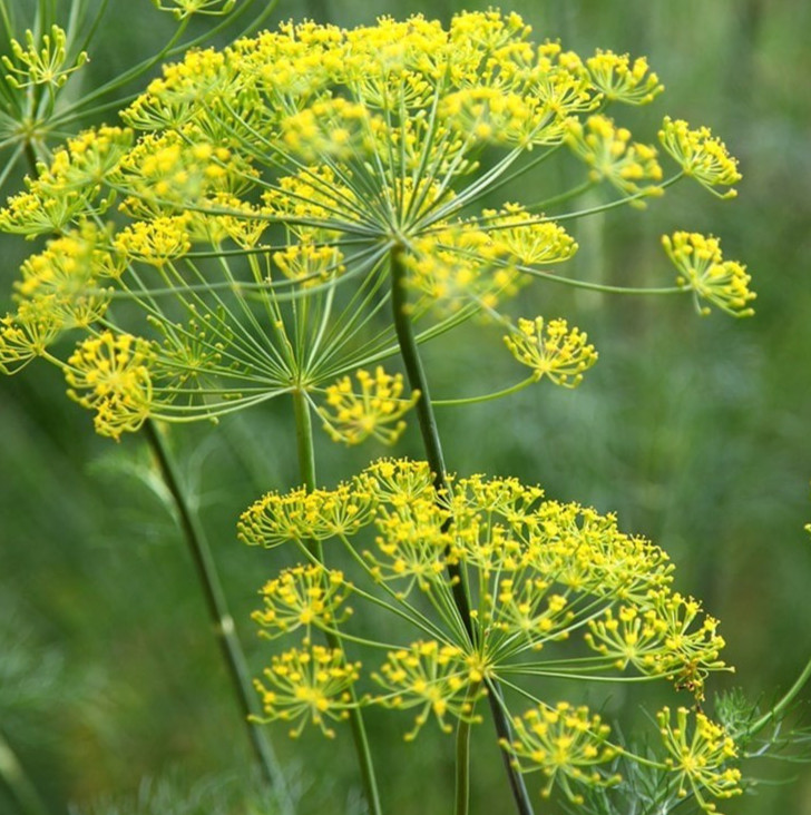 DUKAT DILL SEEDS 1000+ Anethum graveole ANNUAL herb GARDEN pickling FREE SHIP