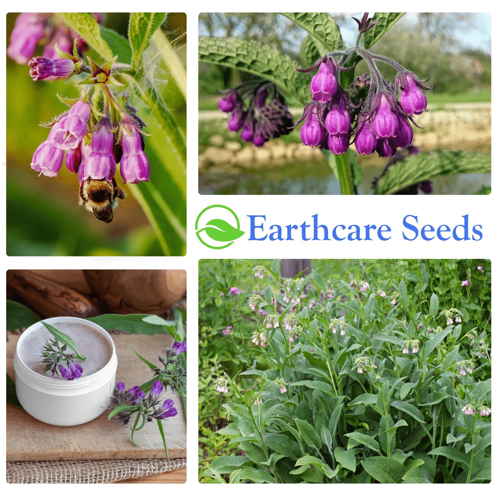 Earthcare Seeds True Comfrey 50 Seeds Symphytum officinale Non GMO, Heirloom