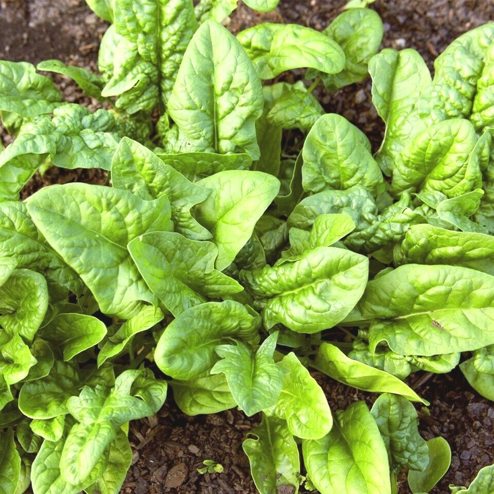 1 oz BLOOMSDALE SPINACH Seed Organic Spring Fall Vegetable Garden Container Easy