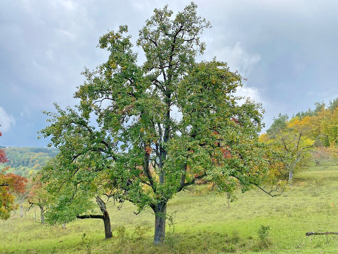 French Wild Apple | Premium Seeds | Malus sylvestris ‘Fruit’ | Plants’®
