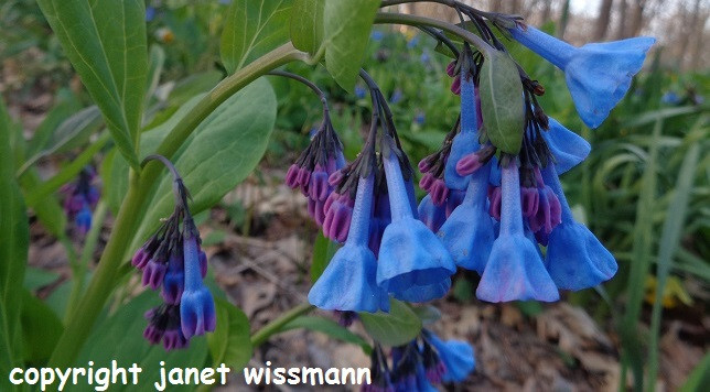 10 bulbs VIRGINIA BLUEBELLS 3YrOld plant root Mertensia virginica wildflowerREAD