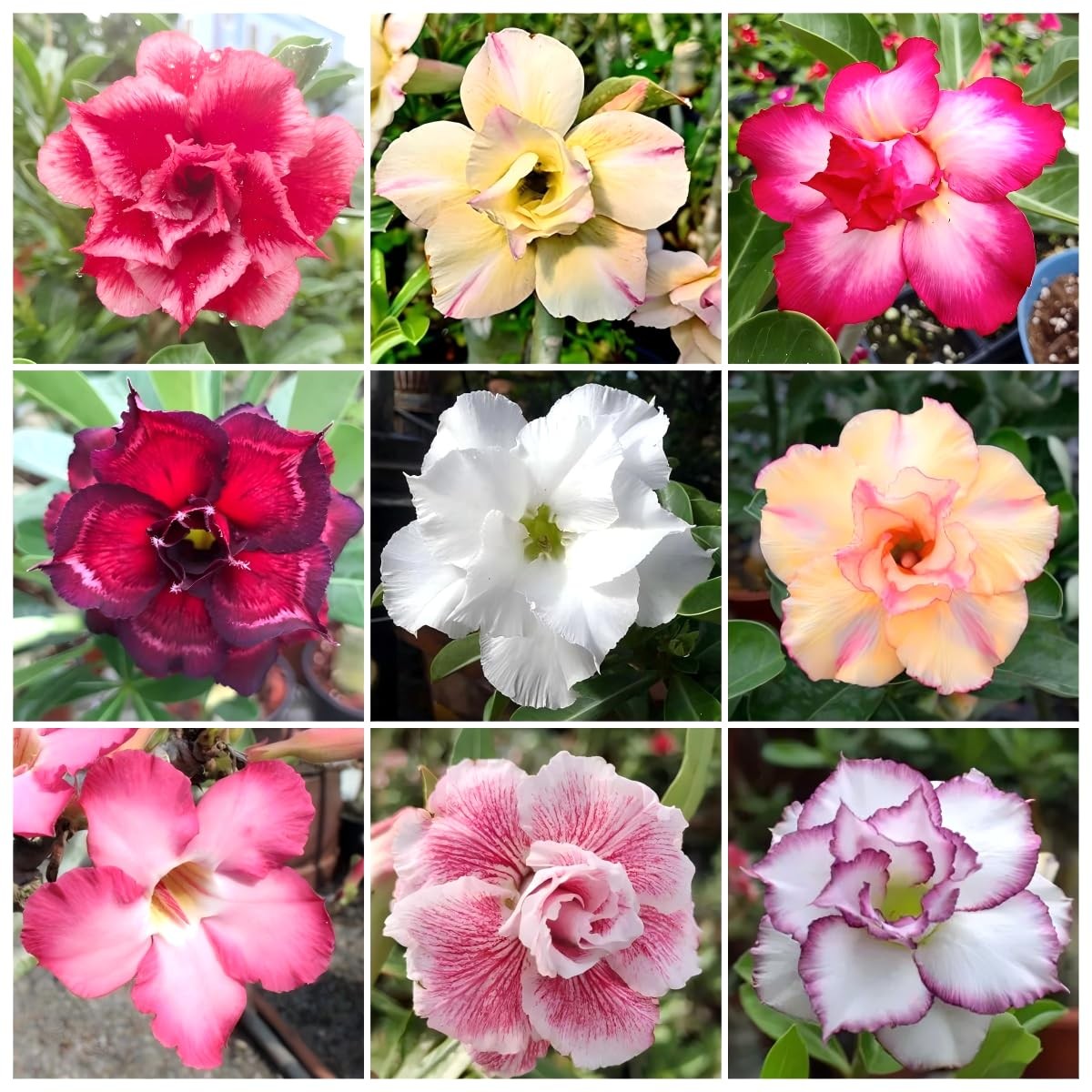 125+ Mixed Color Desert Rose Seeds for Planting – Adenium Obesum Succulent Seeds
