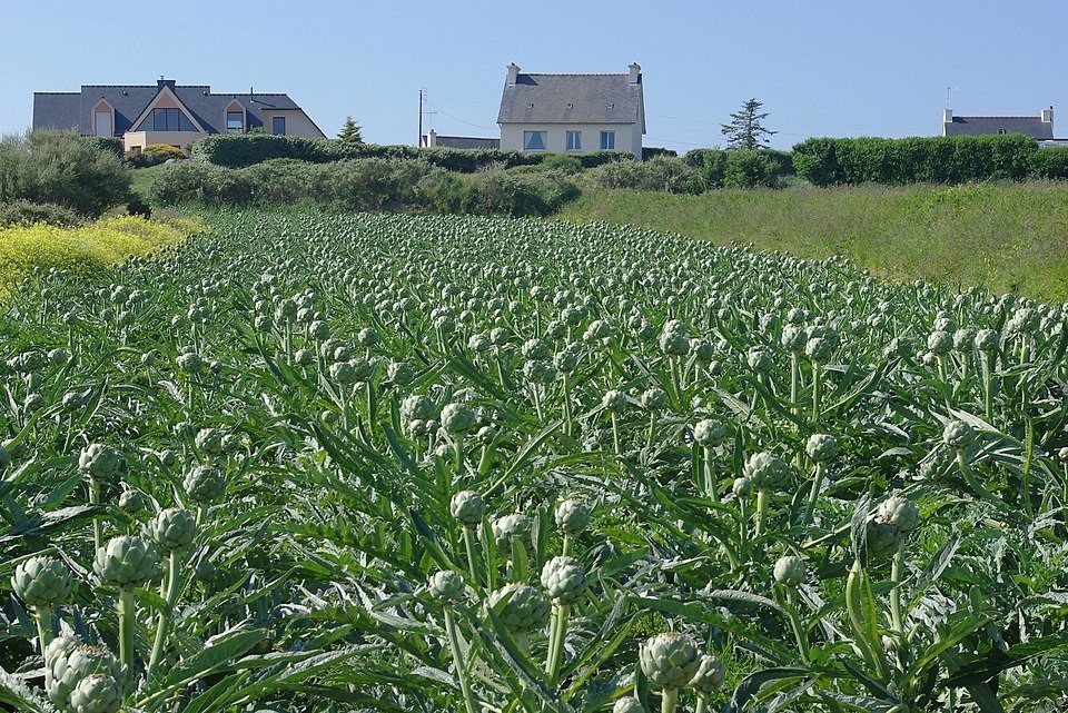 Green Globe Artichoke Seeds | Heirloom Artichoke Seeds | NON-GMO Garden Seeds