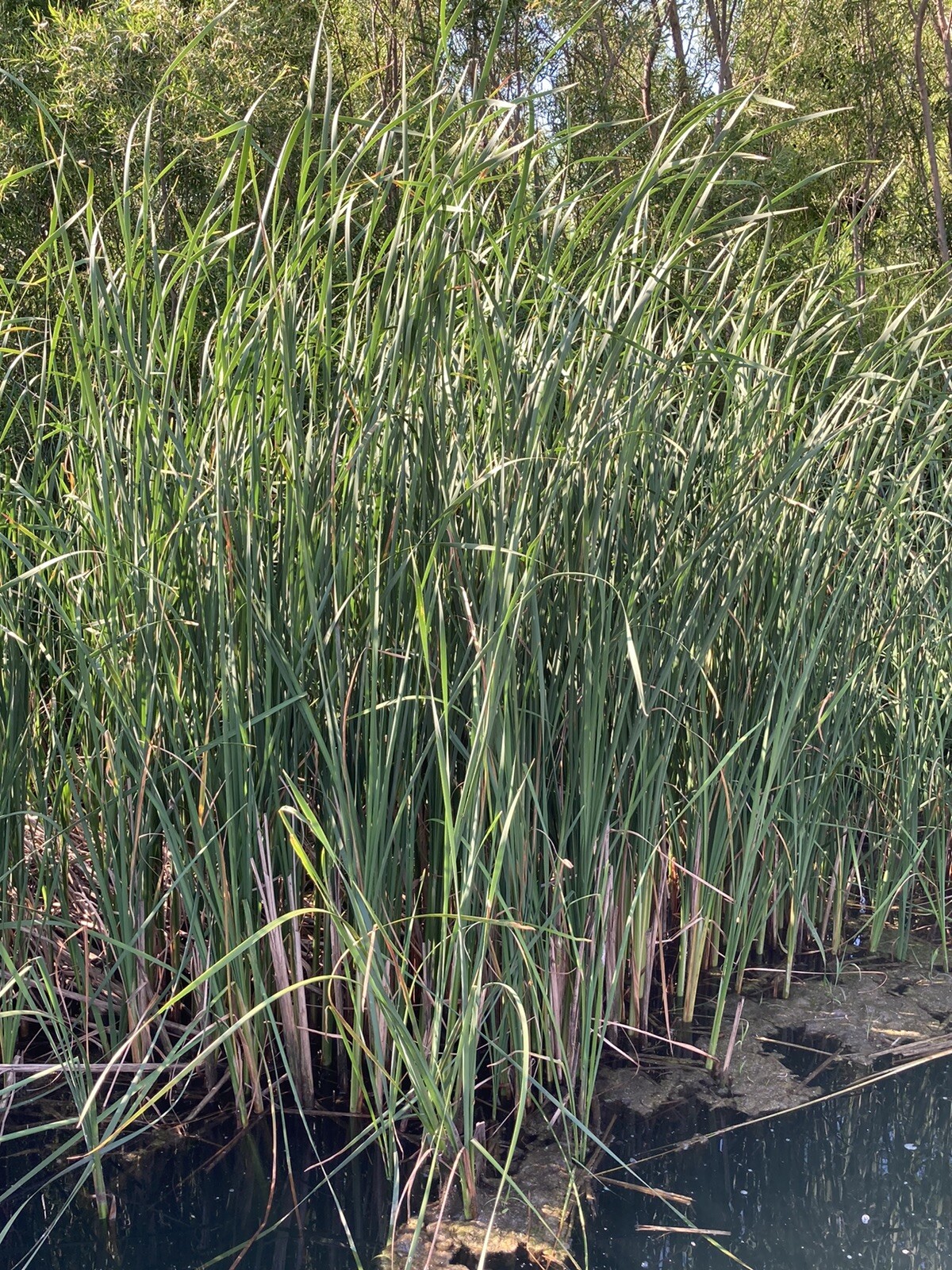 3 Fresh Live Cattail Plants!!