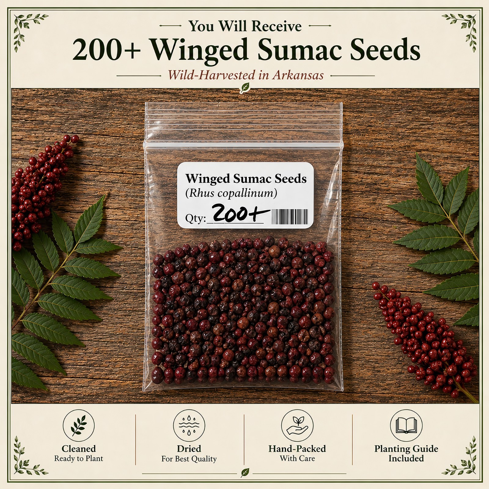 200 Winged Sumac Tree Seeds (Rhus copallinum) Flameleaf Sumac – Zones 4-9 USA