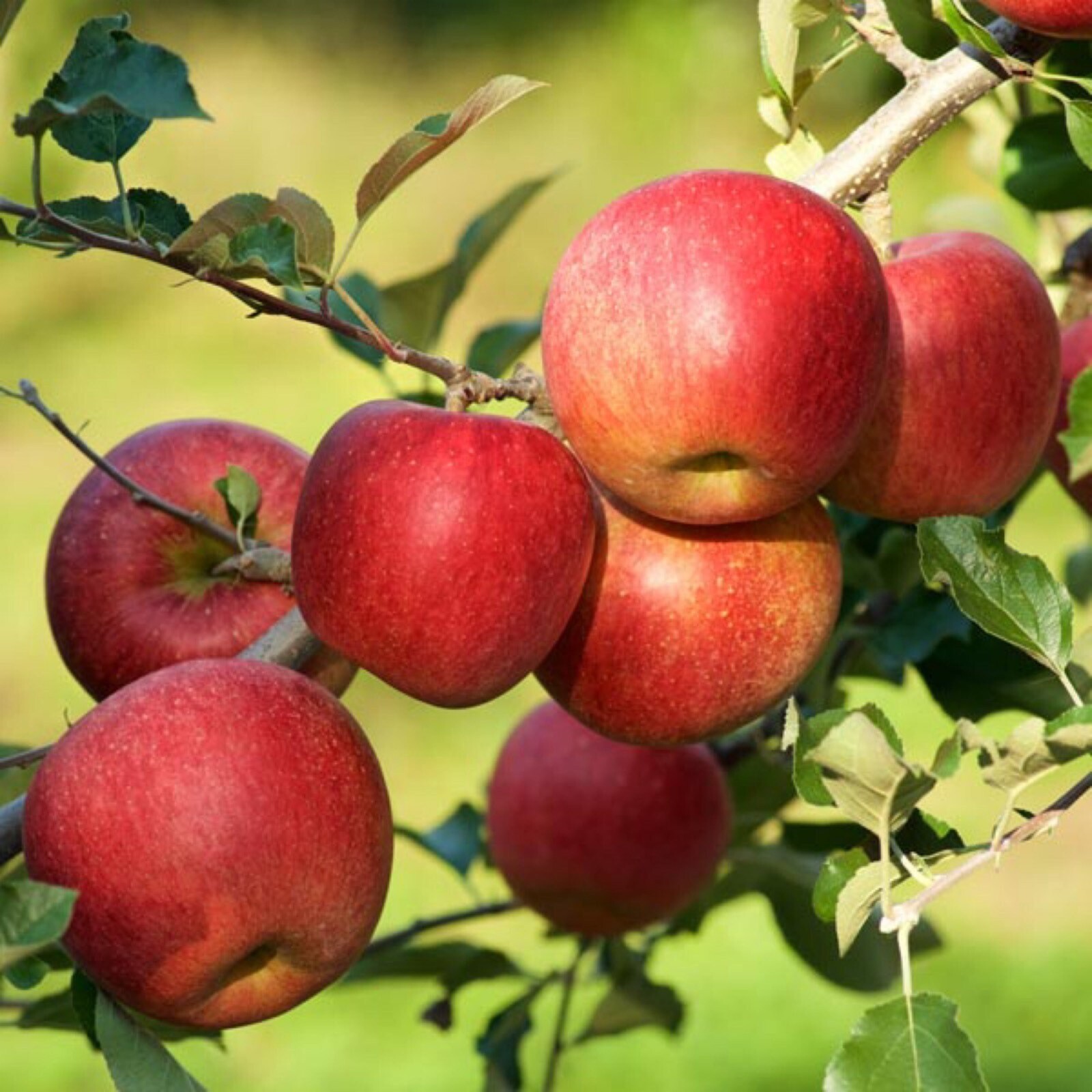 Red Fuji apple tree grafted 5x5x12 inches pot size 1 year old