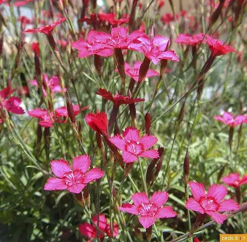 500 SEEDS – maiden pinks, PERENNIAL FLOWER GroCo USA* – BUY ANY 15-SHIPS FREE