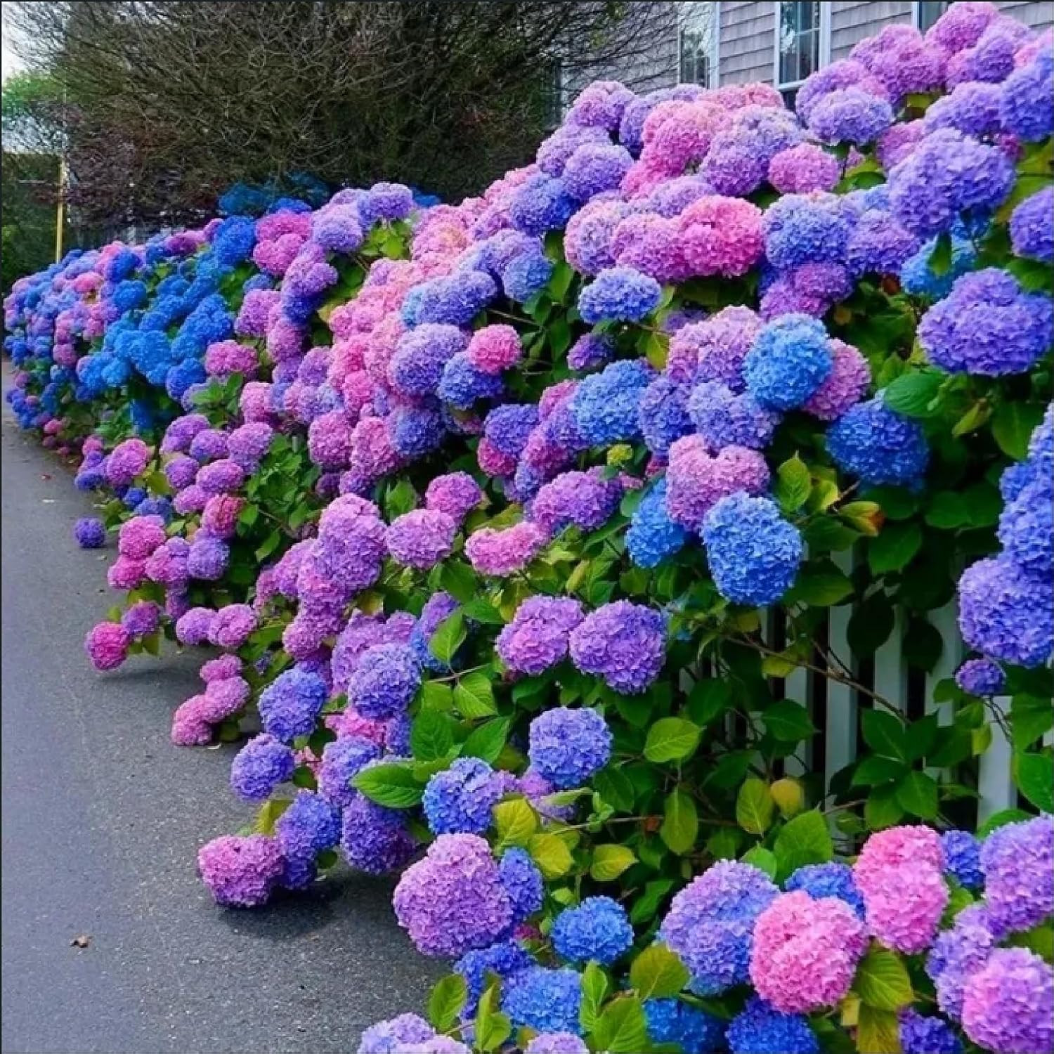 30pcs Blue Pink Purple Hydrangea Seeds – Stunning and Resilient Perennial Flower