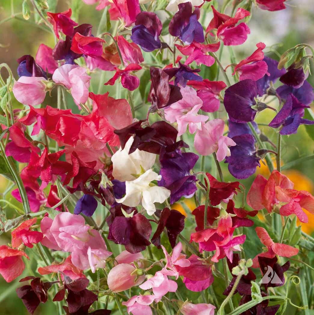 CLIMBERS DELUXE MIX Colorful Morning Glory Sweet Pea Nasturtium Vines 50 Seeds!
