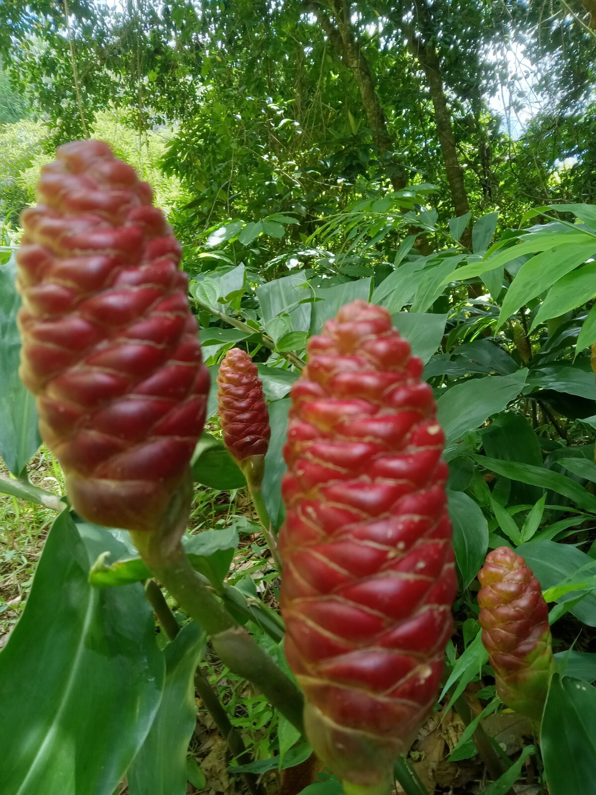 5 Shampoo Ginger Rhizomes, Zingiber Zerumbet, Pine Cone, Free Ship w/ Free Offer