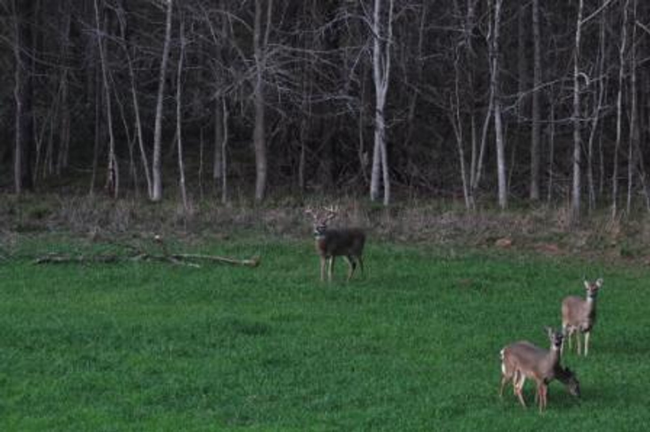 Whitetail Oats Plus (Annual) – 45 lbs.