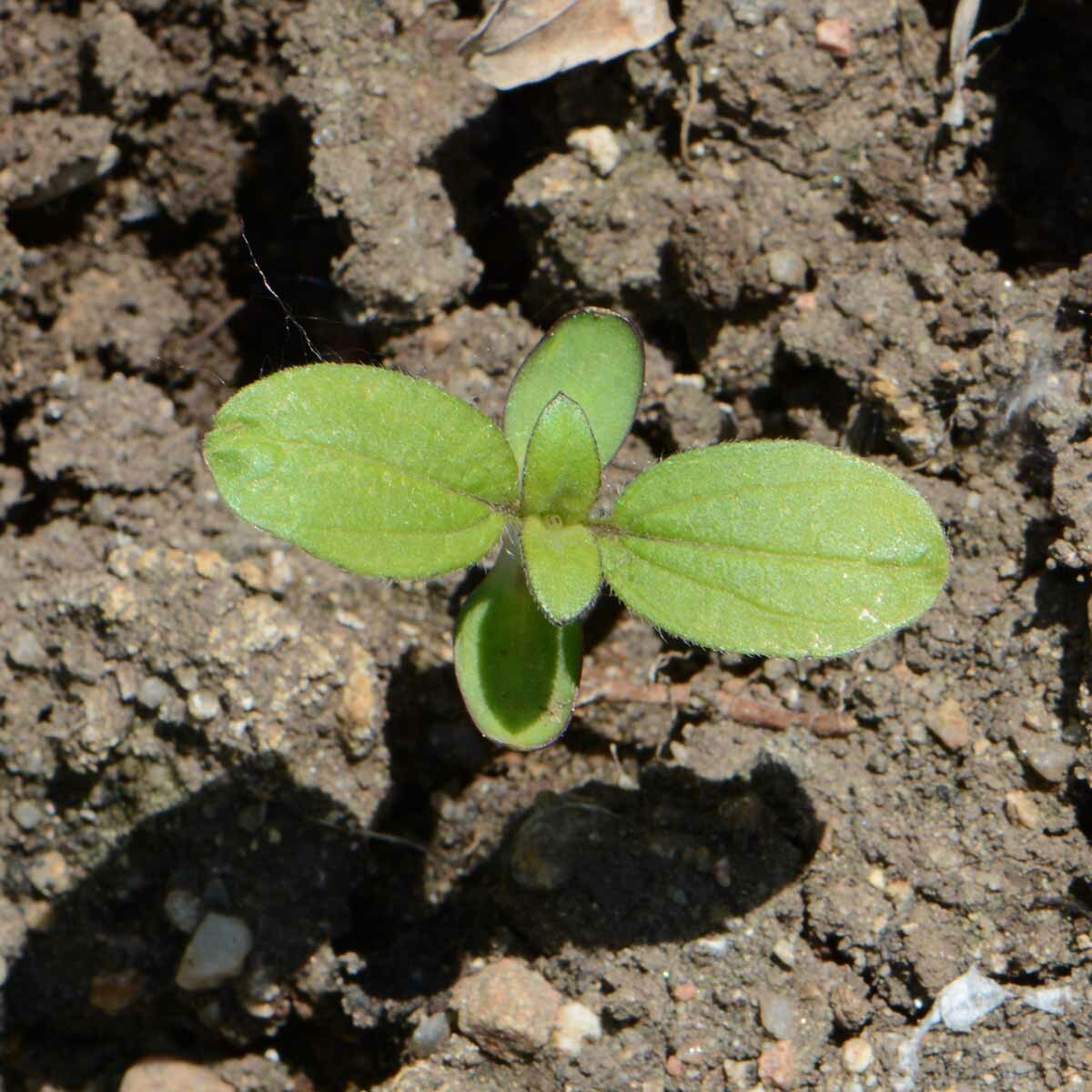 100 Sunflower Seeds ‘Dwarf Sungold’ (Helianthus annuus)